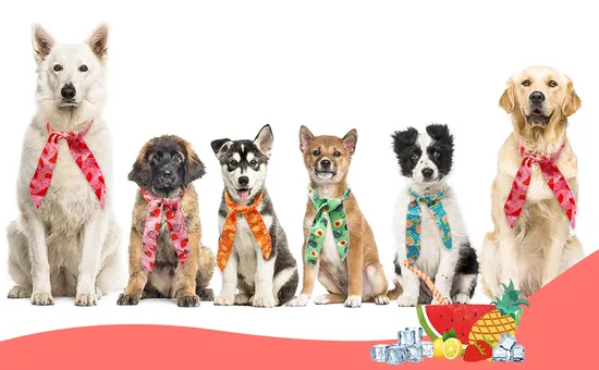 Dptt-70 Vendas Diretas da Fábrica de Masterbatch Pré-Disperso